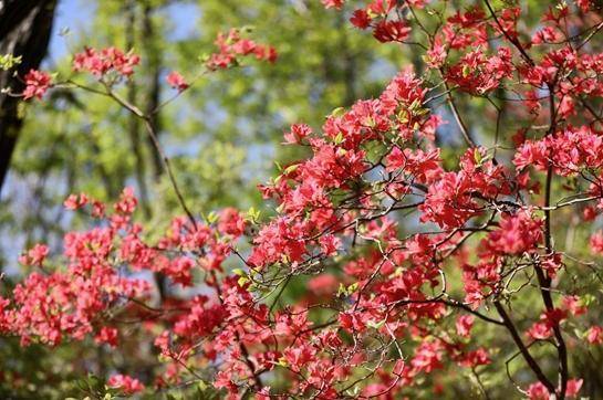 天牛宝 赏花正当时 宝天曼第二届杜鹃花文化旅游季盛大启幕